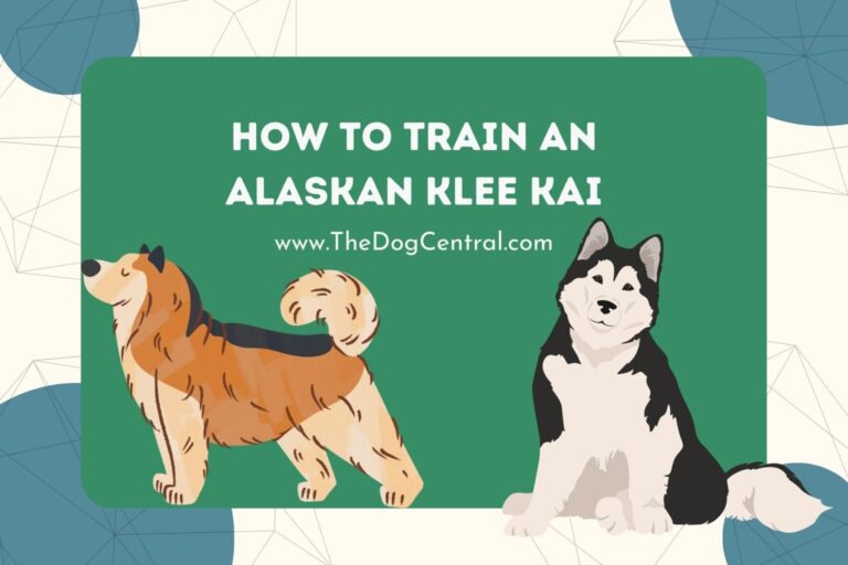 How to train an Alaskan Klee Kai