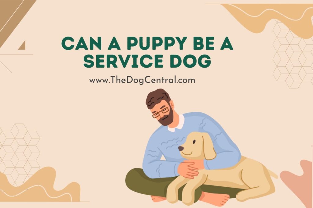 Can a Puppy Be a Service Dog? The Dog Central