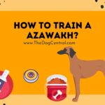 How to Train a Azawakh?