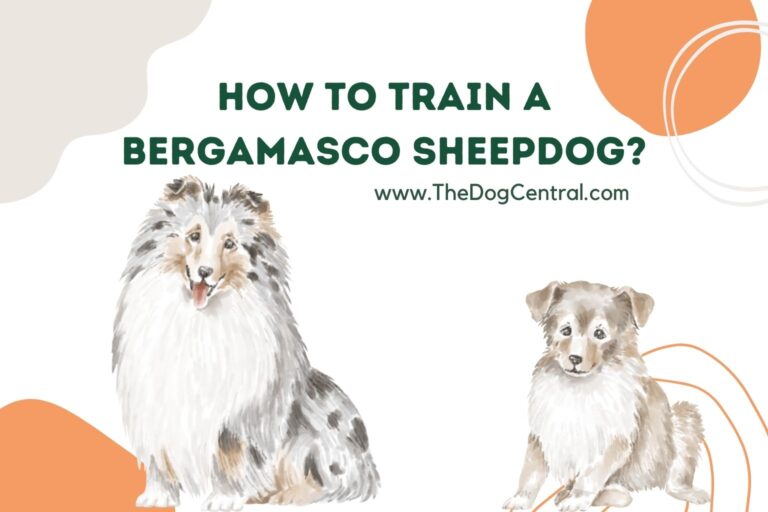 how to train a Bergamasco Sheepdog