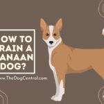 How to Train a Canaan Dog?