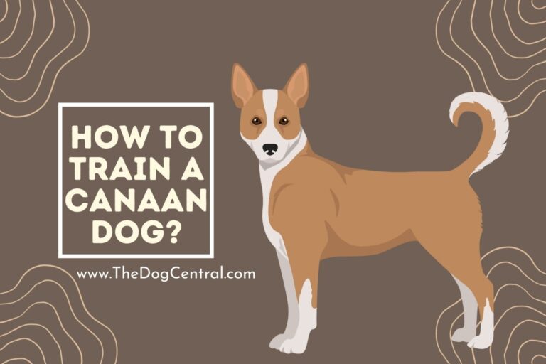 how to train a Canaan Dog