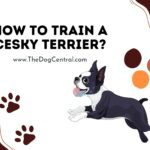 How to Train a Cesky Terrier?