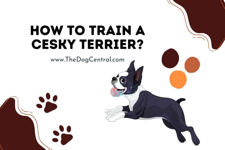 how to train a Cesky Terrier