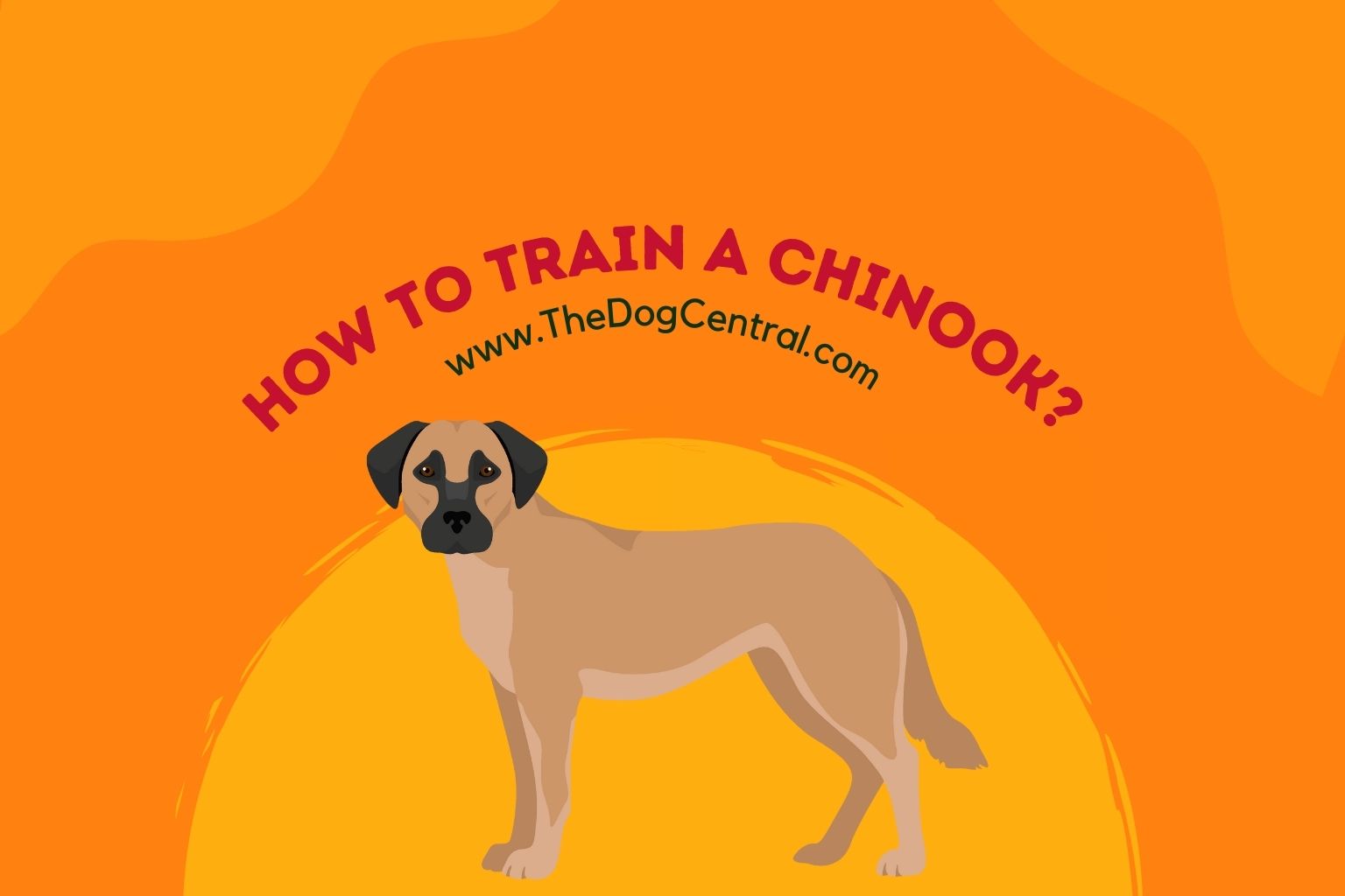 how-to-train-a-chinook-puppy-the-dog-central