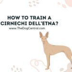 How To Train A Cirnechi Dell’etna?