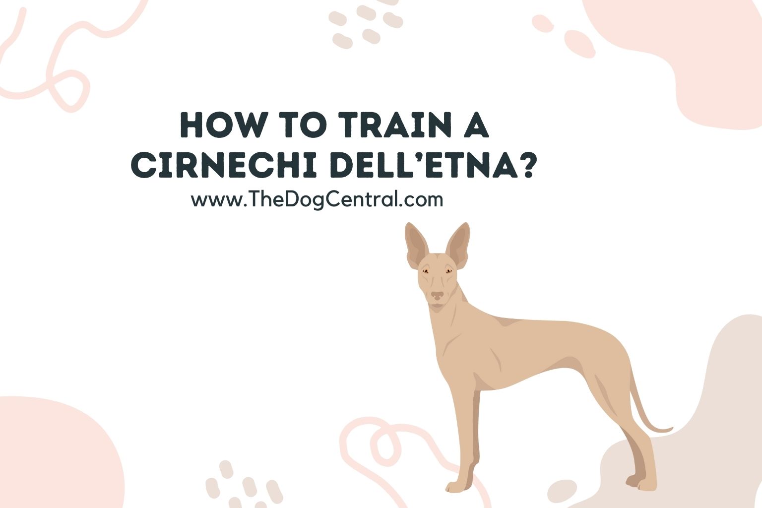 how to train a Cirnechi dell’Etna