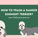 How to Train a Dandie Dinmont Terrier?