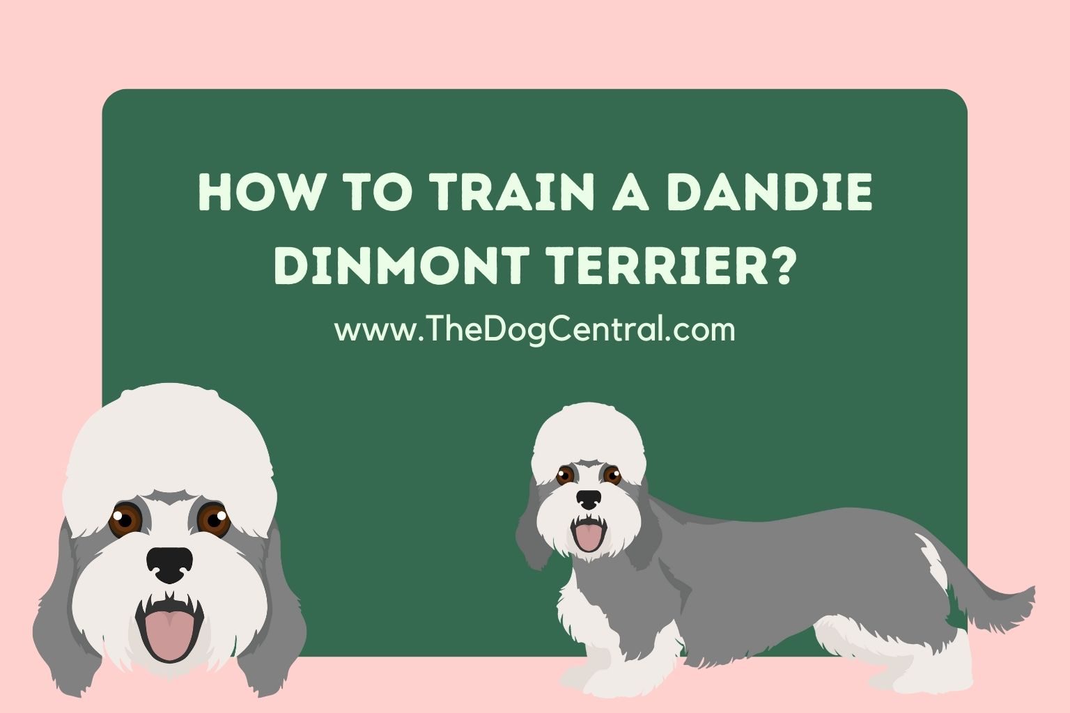 how to train a Dandie Dinmont Terrier