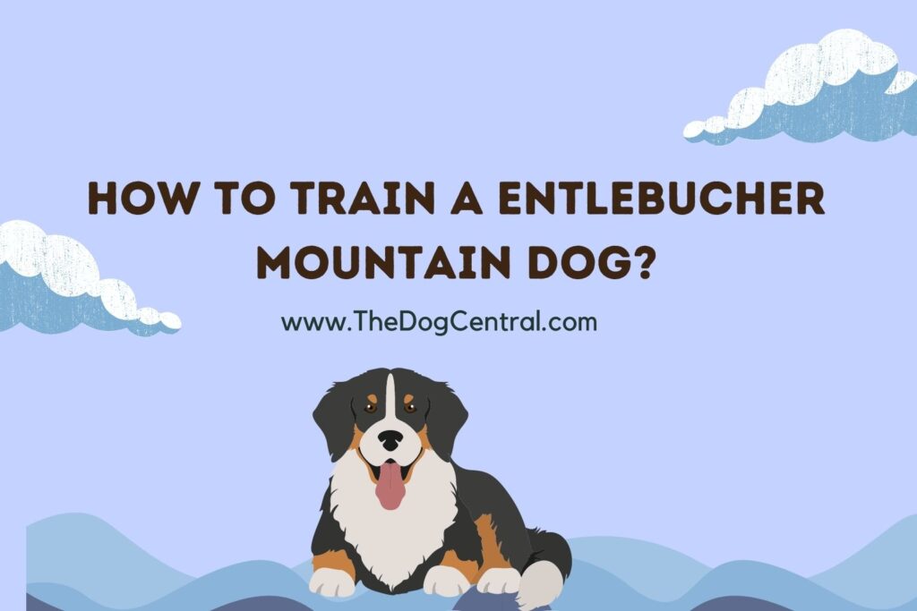 How to Train a Entlebucher Mountain Dog? The Dog Central