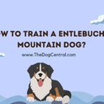 How to Train a Entlebucher Mountain Dog?