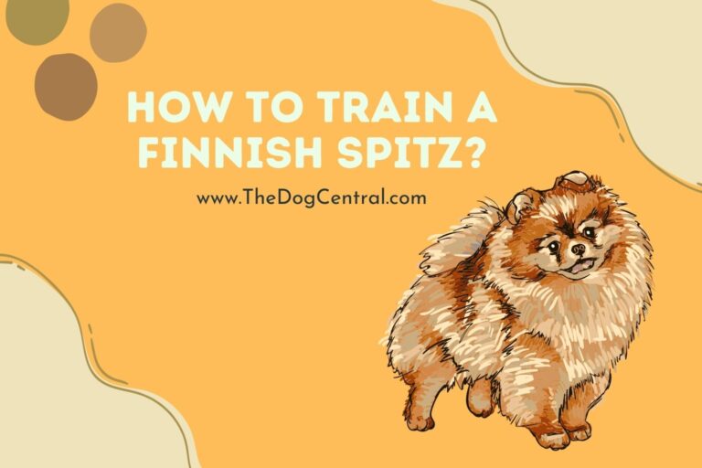 how to train a Finnish Spitz