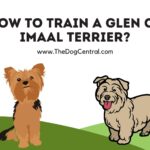 How to Train a Glen of Imaal Terrier?