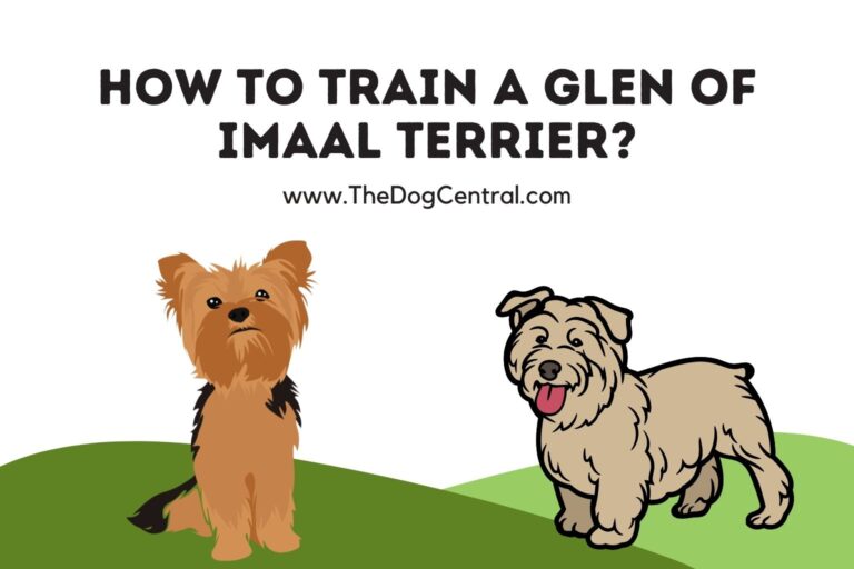 how to train a Glen of Imaal Terrier