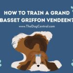 How to Train a Grand Basset Griffon Vendeen