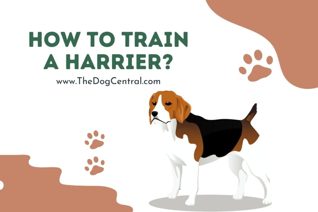 How to Train a Harrier Puppy? The Dog Central