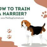 How to Train a Harrier Puppy?