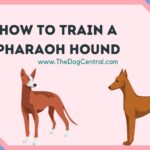 How to Train a Pharaoh Hound Puppy?