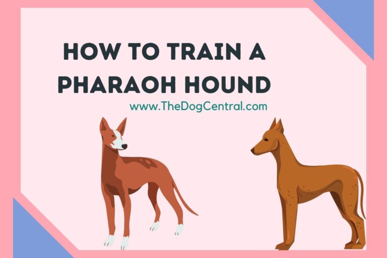 how to train a Pharaoh Hound