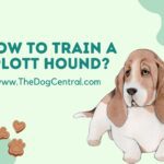 How to Train a Plott Hound?