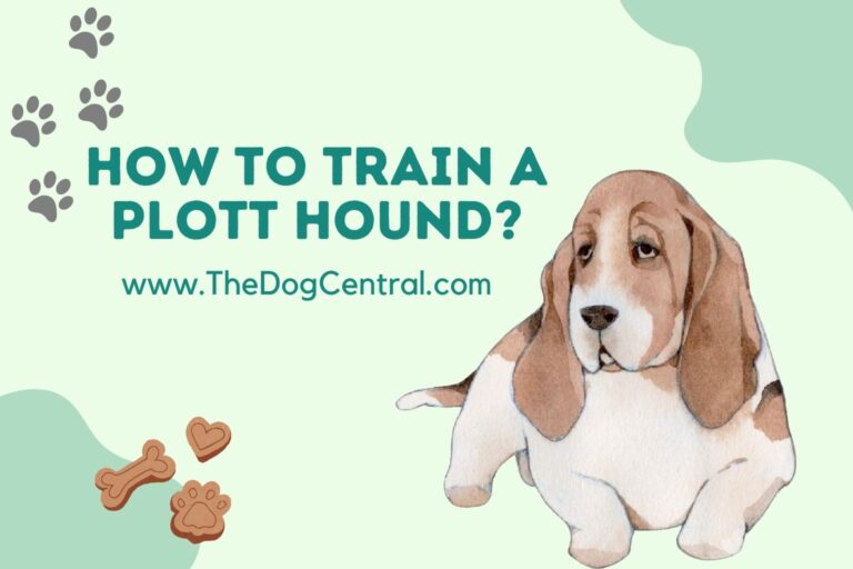 how to train a Plott Hound