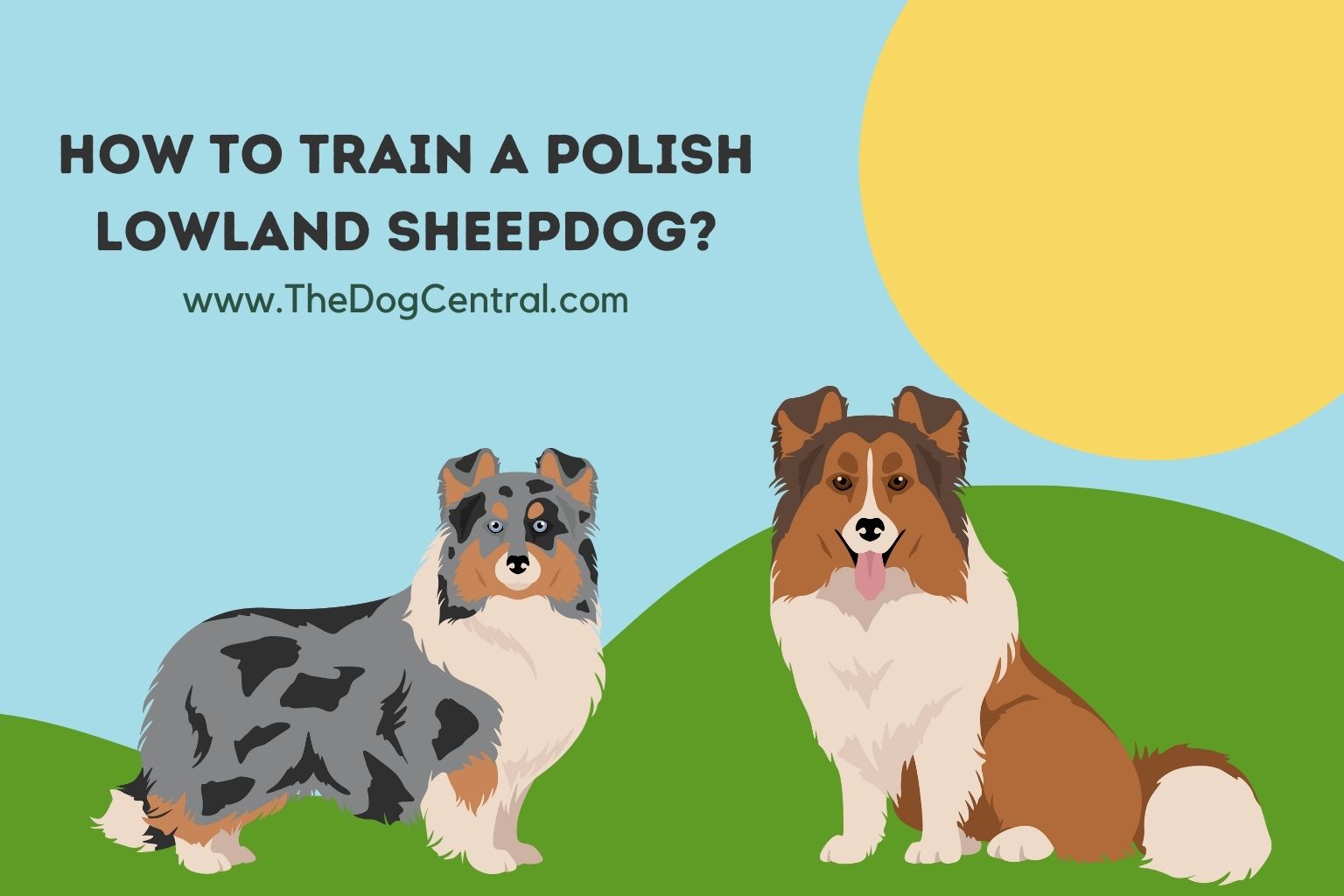 how to train a Polish Lowland Sheepdog