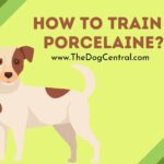 How to Train a Porcelaine?