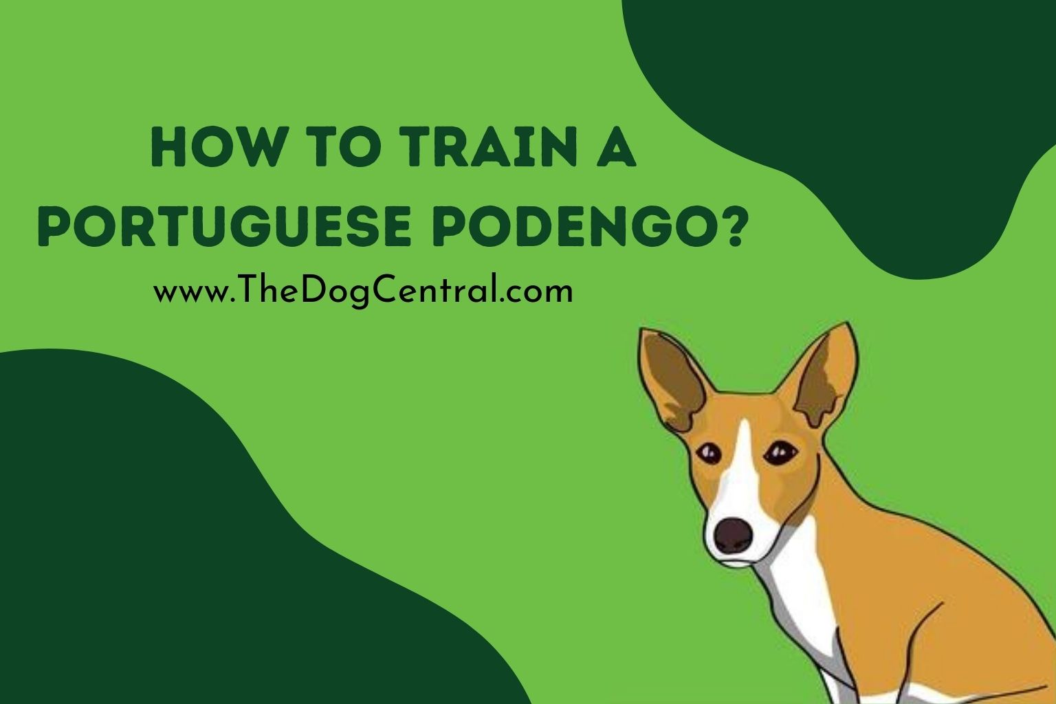 how to train a Portuguese Podengo