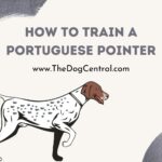 How to Train a Portuguese Pointer?