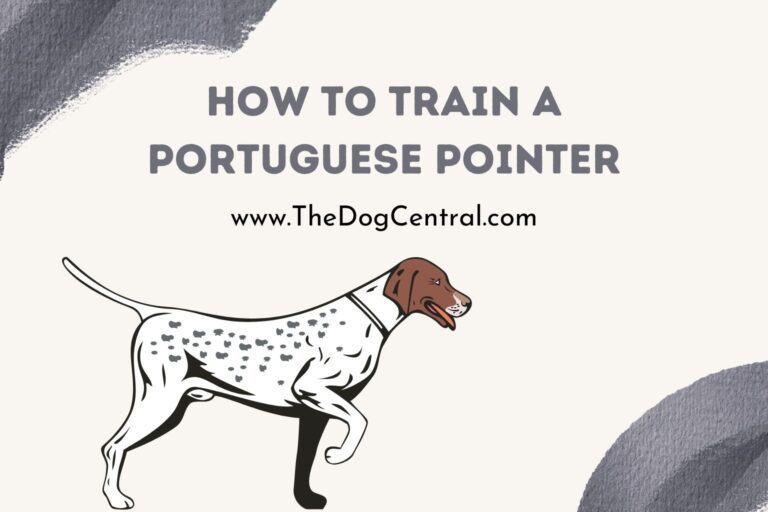 how to train a Portuguese Pointer