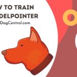 How to Toilet Train a Pudlepointer?