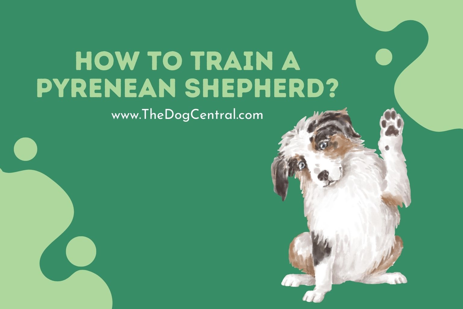 how to train a Pyrenean Shepherd