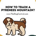 How to Train a Pyrenees Mountain Dog?