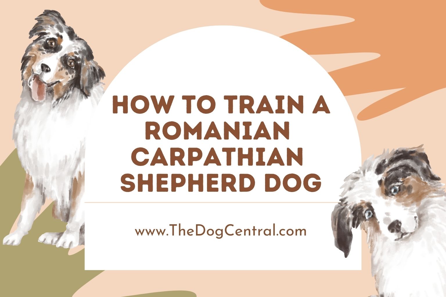 how to train a Romanian Carpathian Shepherd dog