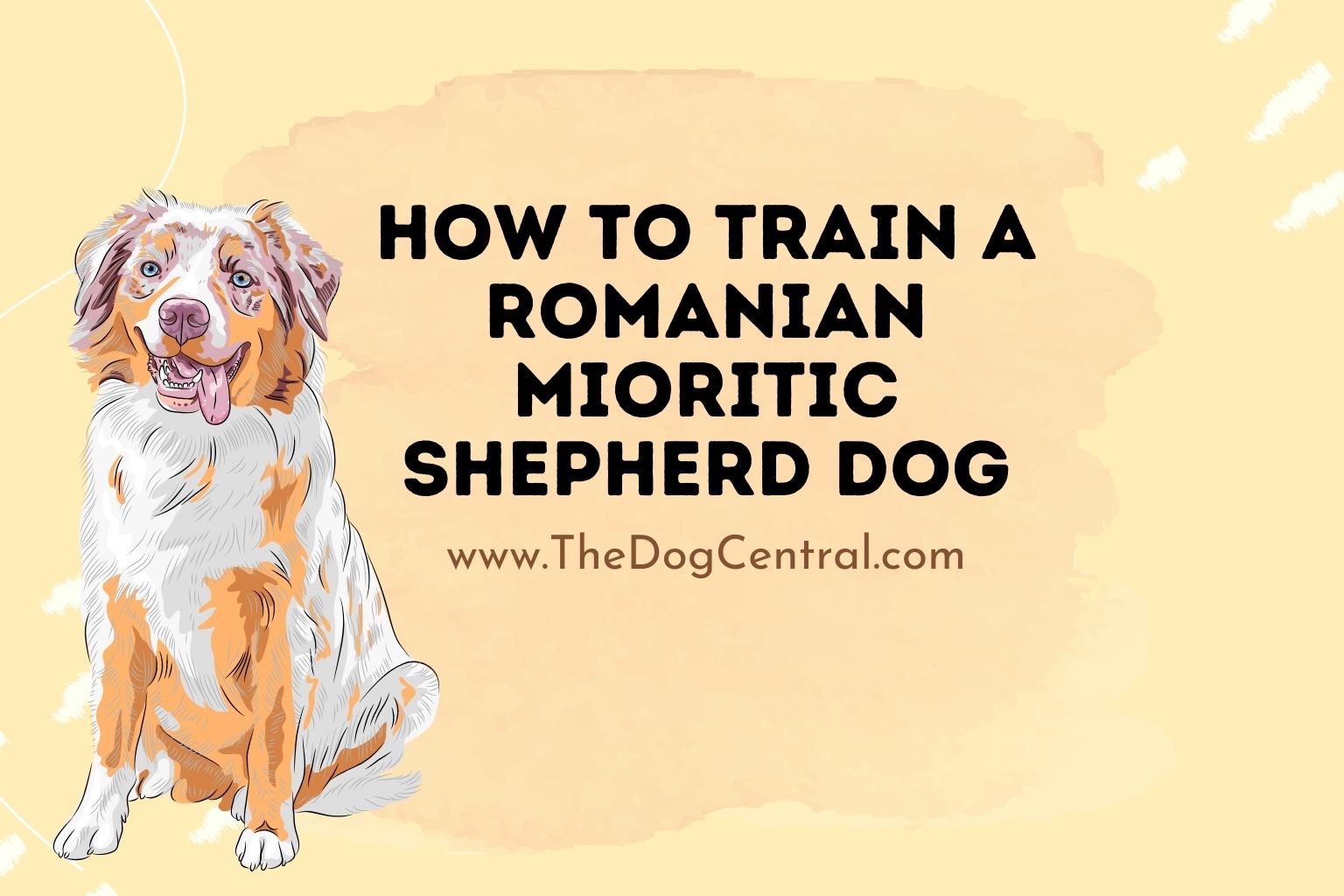 how to train a Romanian Mioritic Shepherd Dog