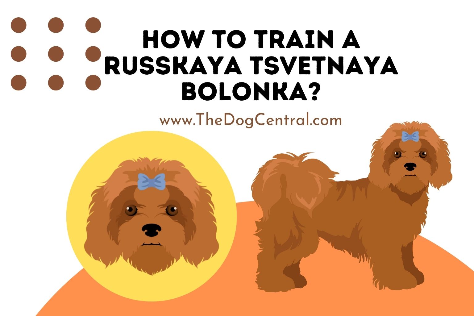 how to train a Russkaya Tsvetnaya Bolonka