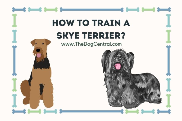 how to train a Skye Terrier