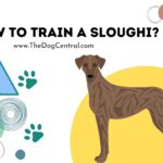 How to Train a Sloughi Puppy?