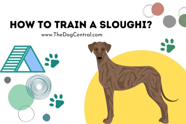 how to train a Sloughi