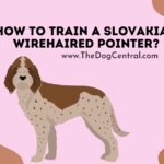 How to Train a Slovakian Wirehaired Pointer?
