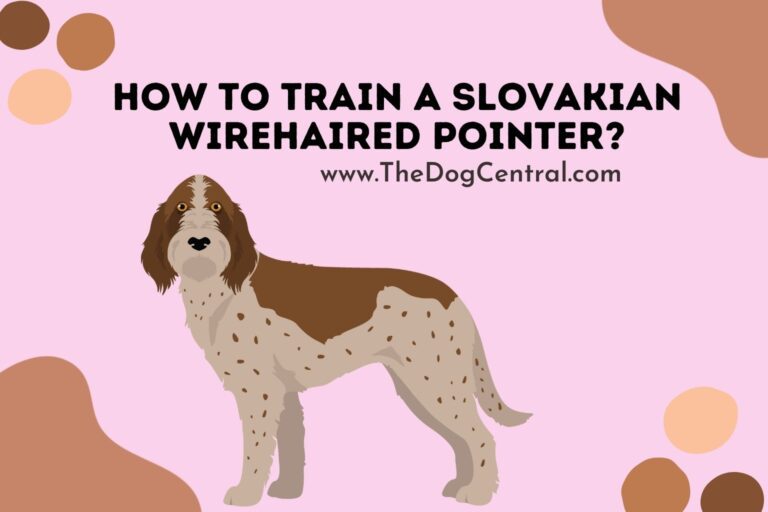 how to train a Slovakian Wirehaired Pointer