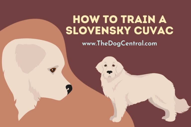 how to train a Slovensky Cuvac