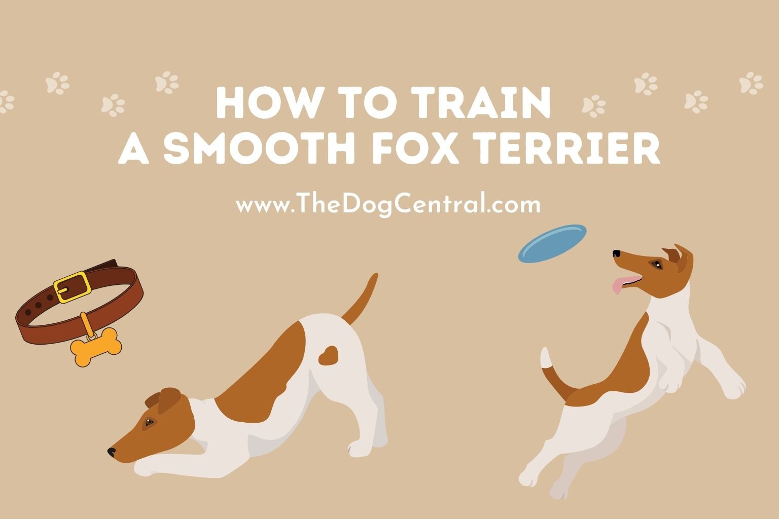 how to train a Smooth Fox Terrier