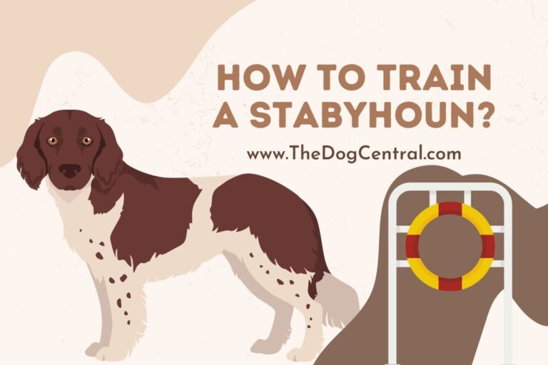 how to train a Stabyhoun