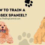 How to Train a Sussex Spaniel?