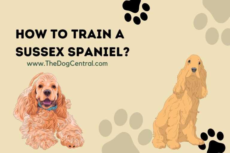 how to train a Sussex Spaniel