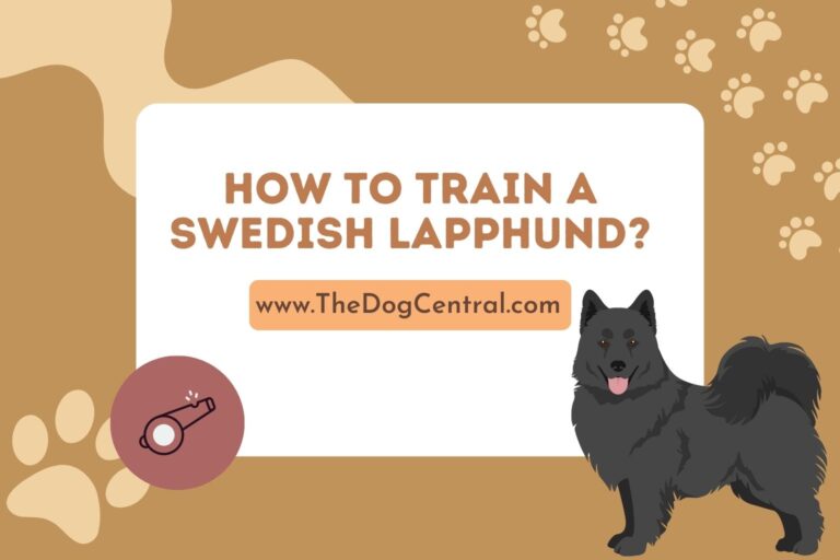 how to train a Swedish Lapphund