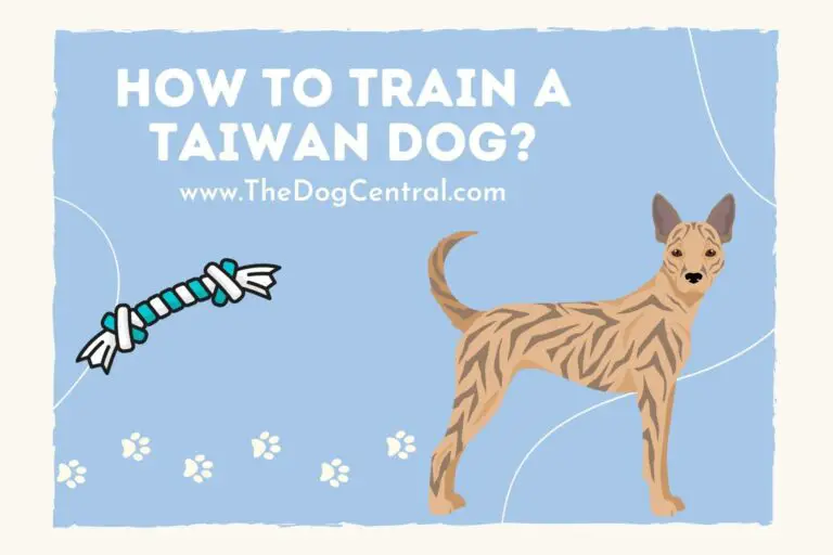 how to train a Taiwan Dog