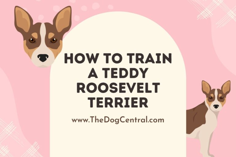 how to train a Teddy Roosevelt Terrier