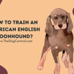How to Train an American English Coonhound